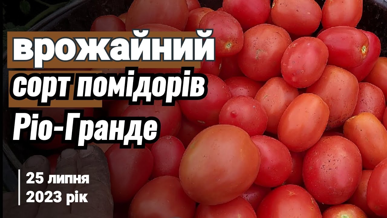 Врожайний сорт помідорів Ріо-Гранде #томат #город #помідор