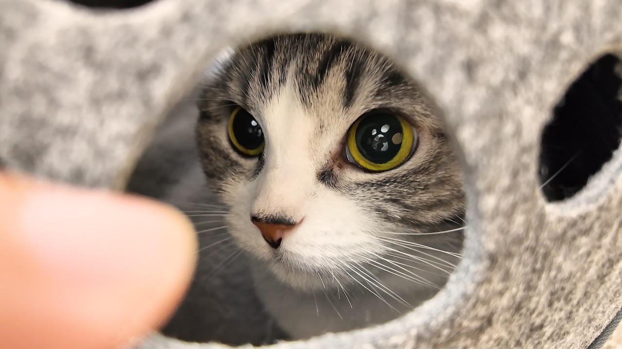 ニトリのベッドをしっかり楽しむ猫