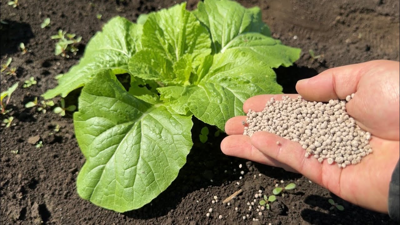 ハクサイの肥料は要注意！白菜が大きく育つ追肥のやり方 25/10/7