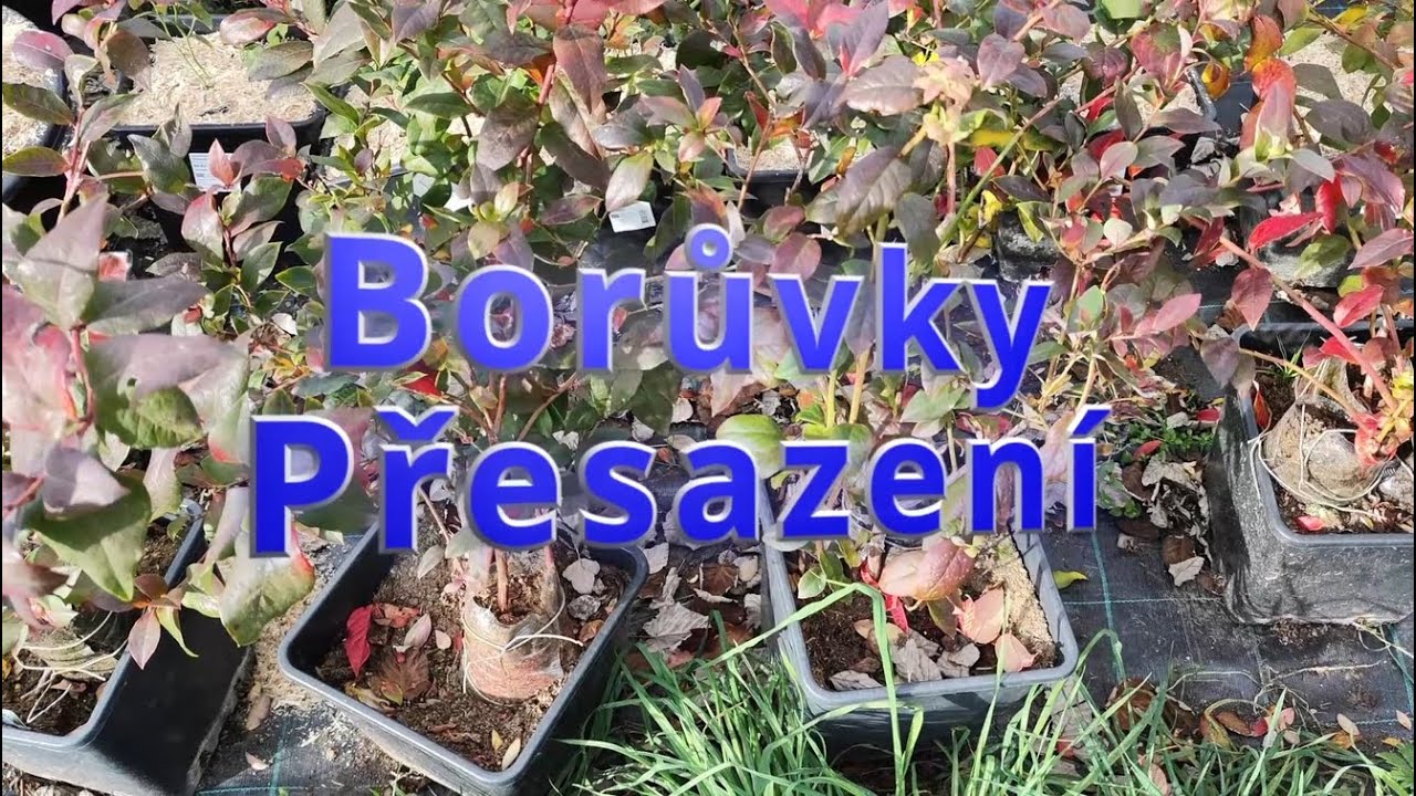 Borůvky v Květináči 🫐 Jak je správně přesadit (Repotting) krok za krokem! #borůvky
