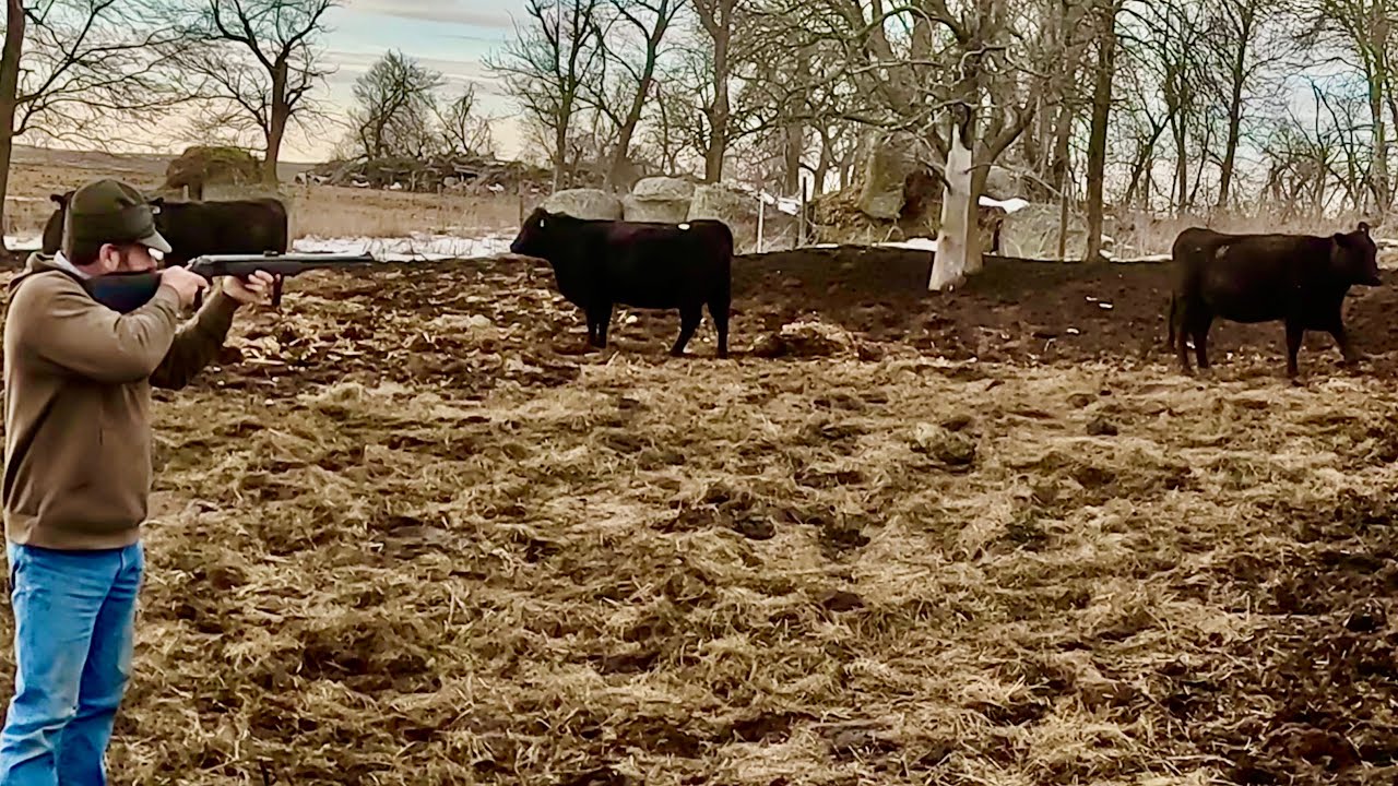 Real Life Cattle Ranching!!