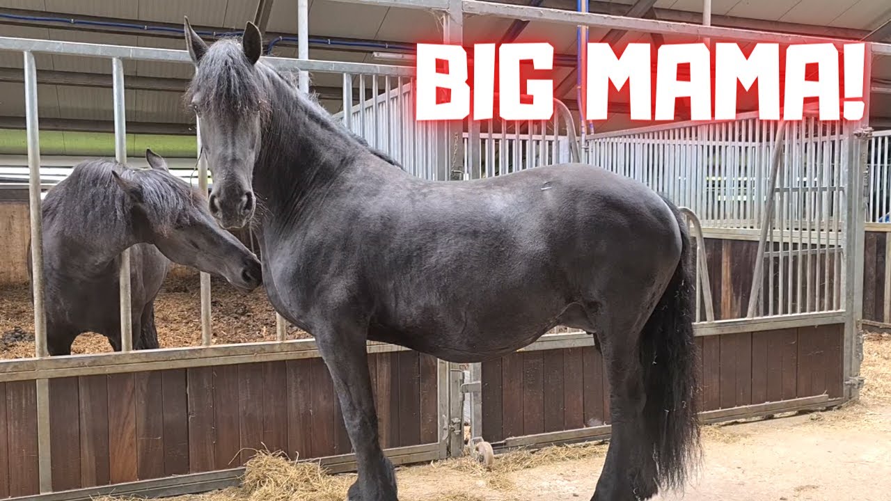 Big mama, Queen👑Uniek, 7 days after due date | Friesian Horses