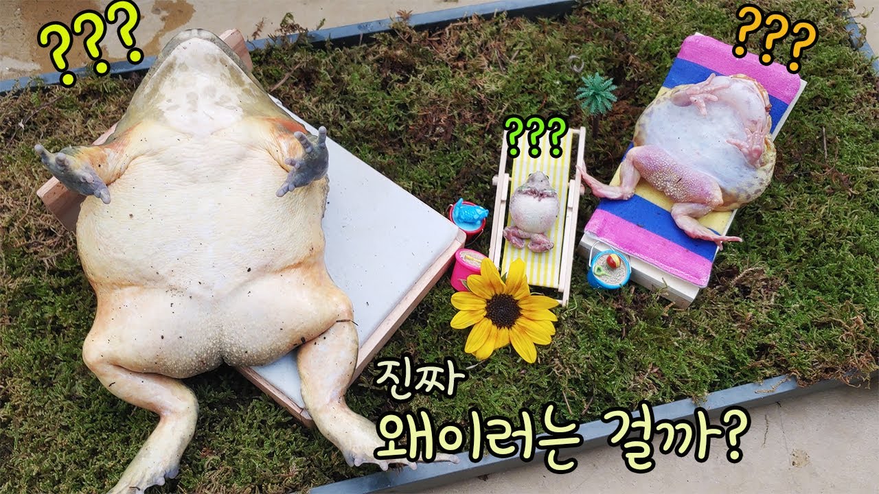 손가락 하나면 어떤 개구리도 최면에? 왜 이러는 걸까요?  [오브리더]