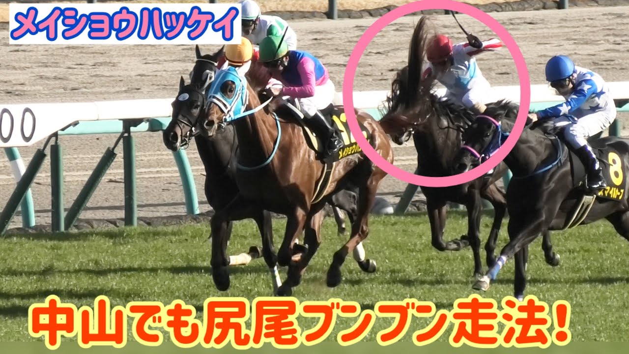 返し馬でバックしたり尻尾ブンブンしながら走ったりやりたい放題おてんば娘のメイショウハッケイ