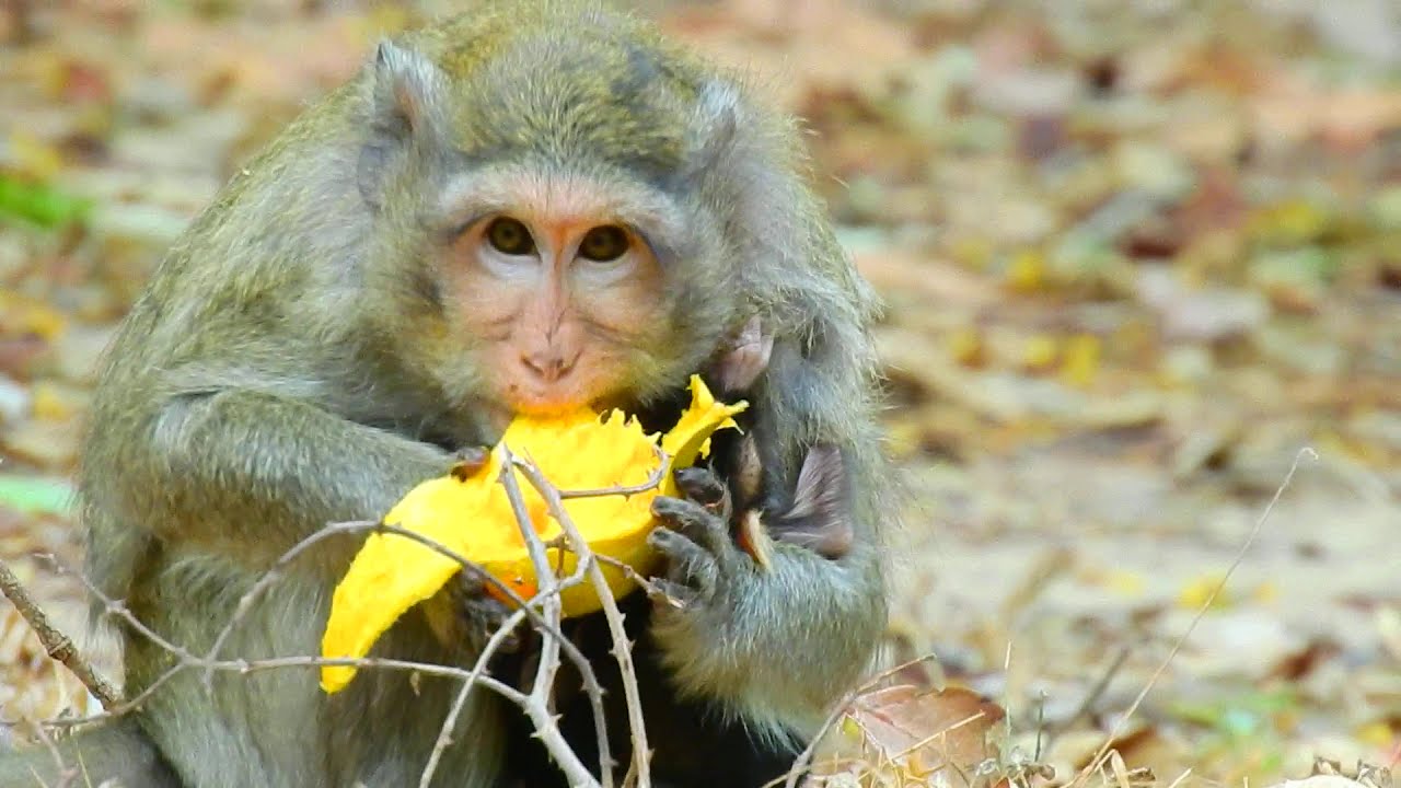 Casi’s Gentle Care: Nurturing and Protecting Her Two Little Ones | Monkey Cambodia Daily