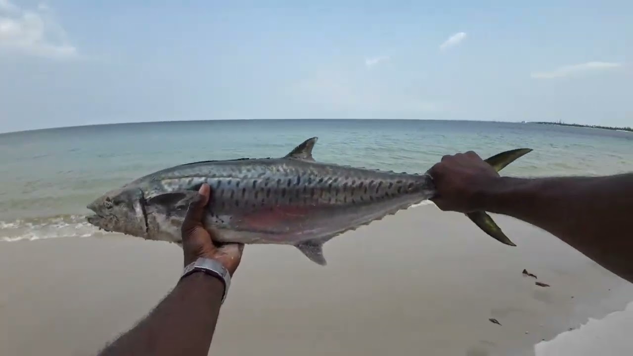 IMPRESSIONNANT!!! Je sors un maquereau de 3KG et une belle bécune de 4KG. #pêche #gabon