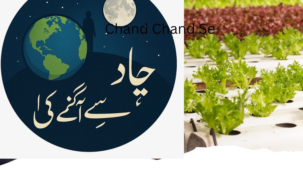 صحت بھی سہولت بھی بچت بھی گھر پر سبزی اگائیں#صحت پائیں#بچت #سہولت بی#🌙🌏🚀🥦🫛🥕🌶️💪✌️💐
