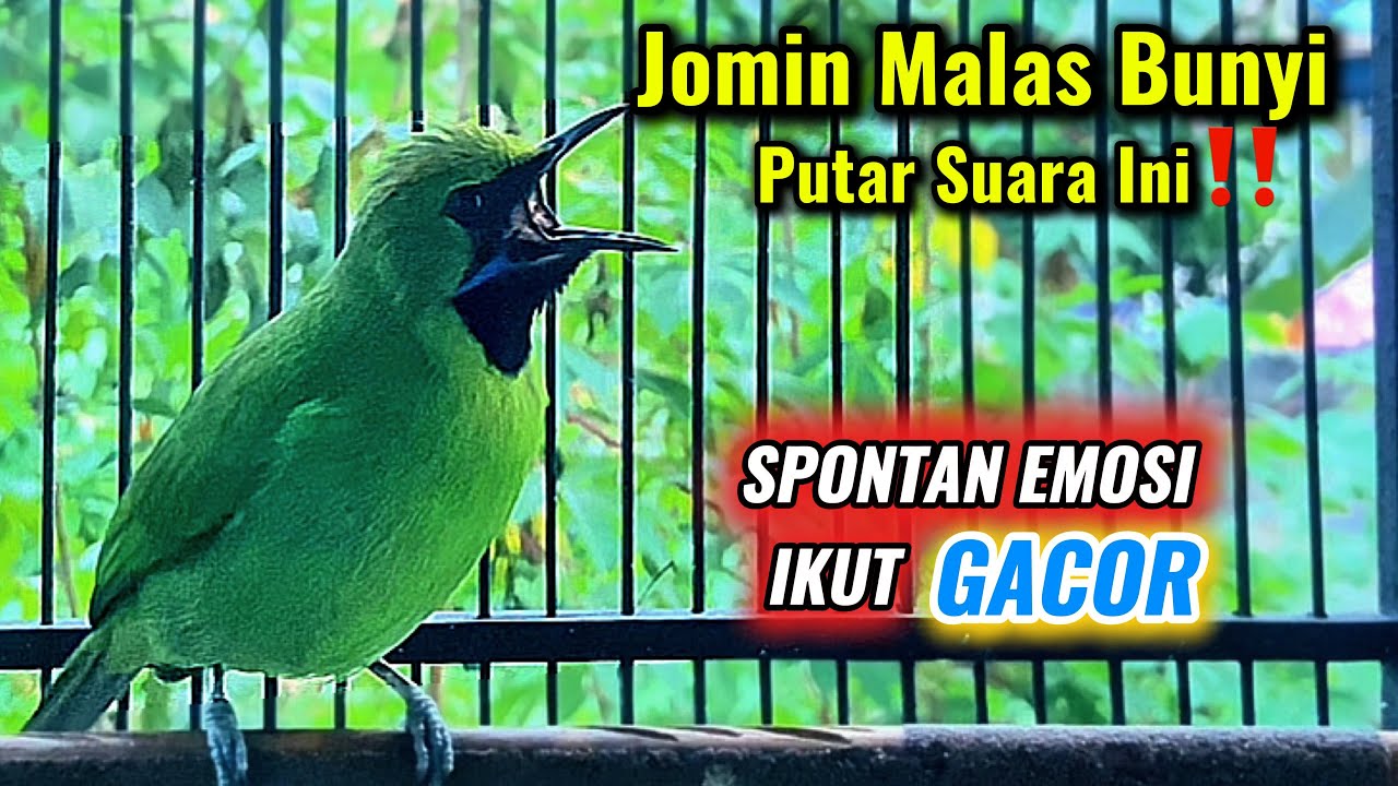 Pancingan cucak ijo mini malas bunyi, putar suara ini langsung ikut gacor dor nembak isian