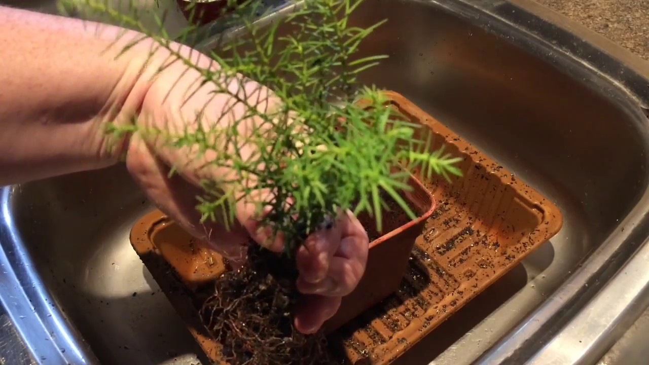 Cryptomeria japonica cuttings 'japanese cedar' 'sugi'