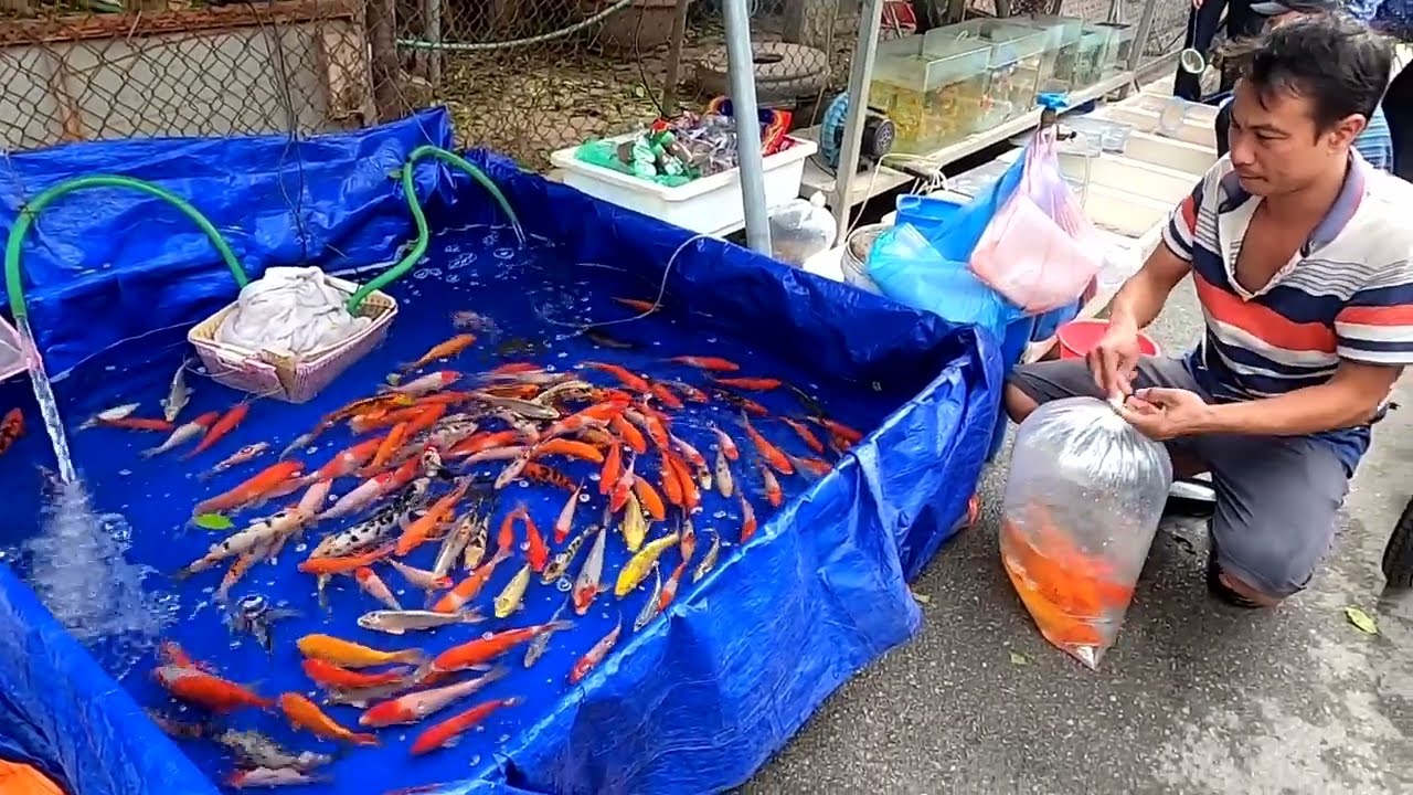 Phiên Chợ Bán Cá Cảnh, Cá Chép Koi, Cá Chép Vàng Rất Đẹp và Rẻ