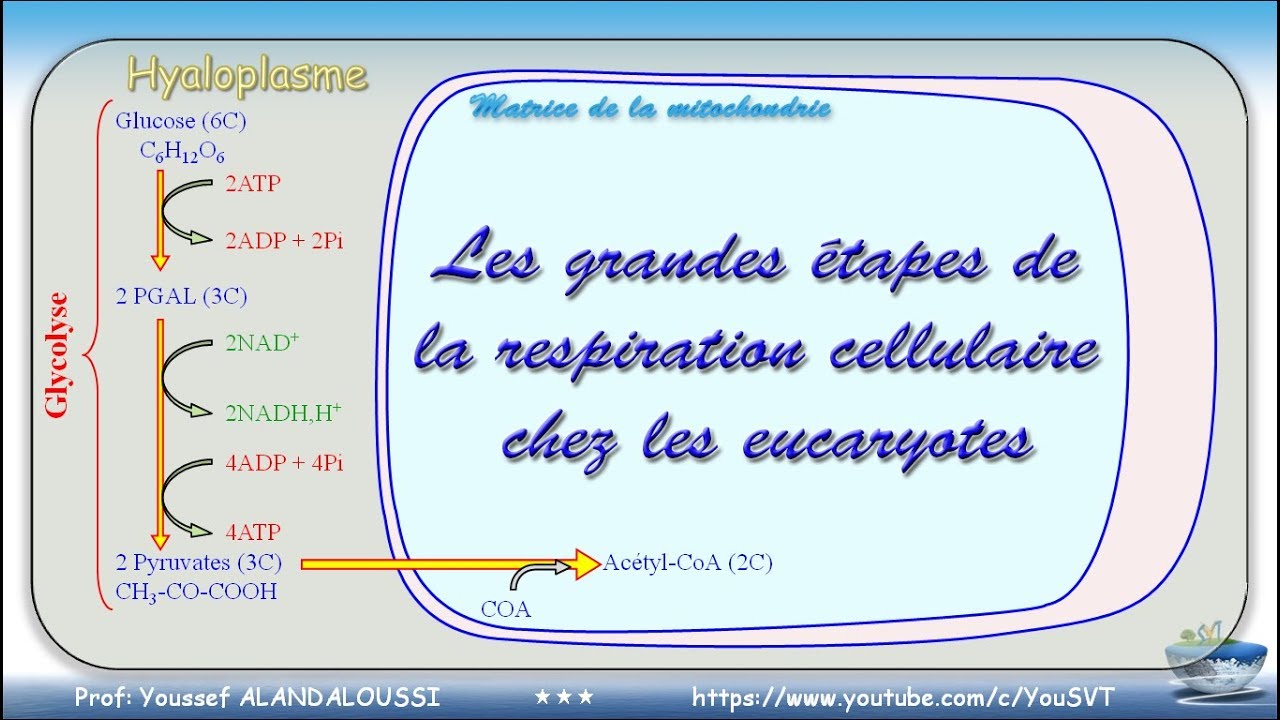 Les grandes étapes de la respiration cellulaire