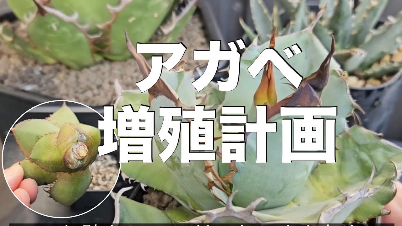 種からずっと育てているアガベの様子が・・・