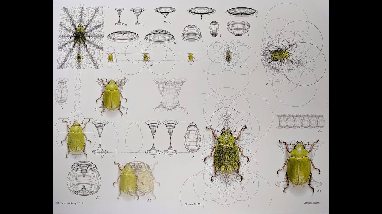 #53 Beetles, The Winged Vorchestra, Electrogravitics, Viktor Grebennikov, Elytron Vortices