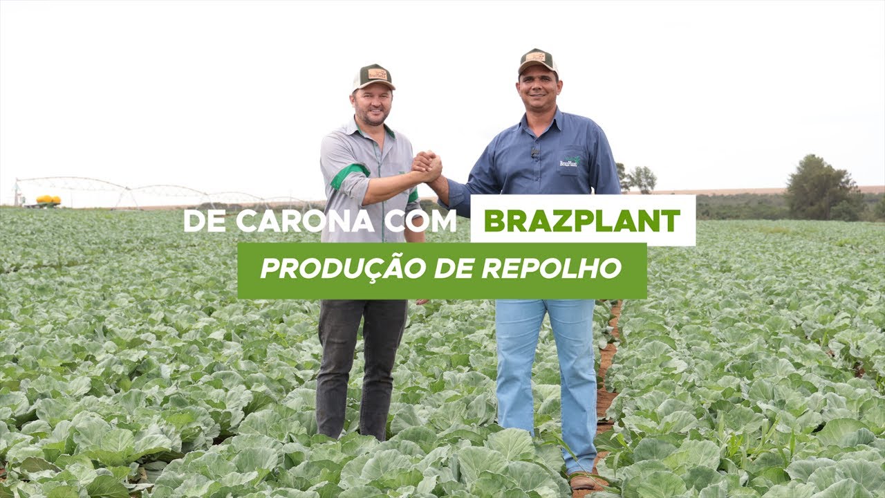 Veja a qualidade BrazPlant na lavoura de repolho do Mauro - Ep. 02