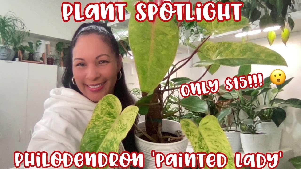 Plant Spotlight || Philodendron Painted Lady || Only $15! || Plant Prices are Dropping