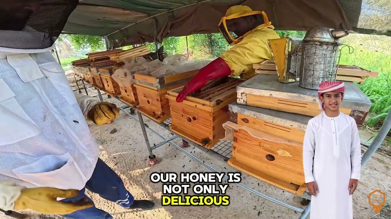 Beekeeping at Al Dhafra Farm