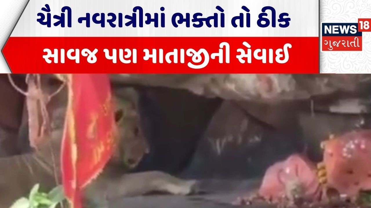 Chaitra Navratri 2026 | ચૈત્રી નવરાત્રીમાં ભક્તો તો ઠીક સાવજ પણ માતાજીની સેવાઈ | Bhavnagar |Palitana