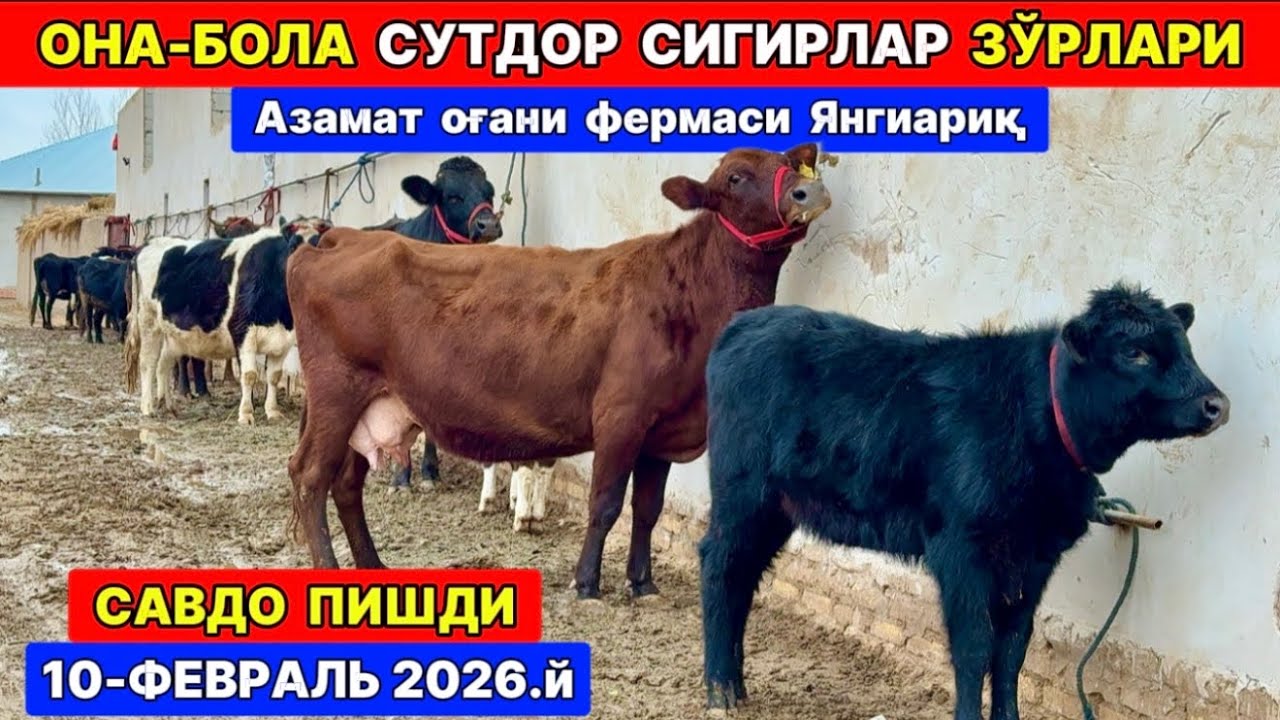 ОНА-БОЛА СУТДОР ЗОТДОР СИГИРЛАР Азамат оғани фермаси Янгиариқ 10-февраль 2026 г.