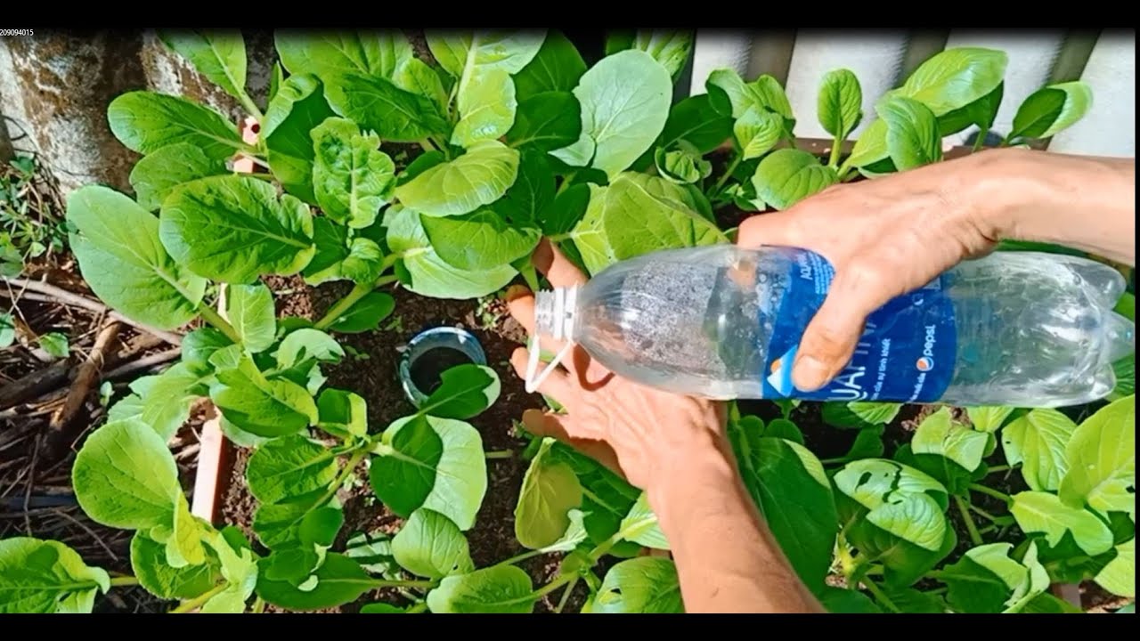 Recycle second hand organic vegetables at home