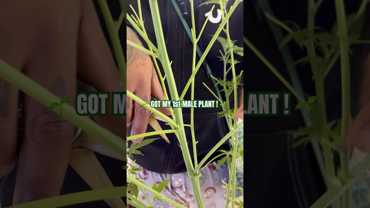 Got My 1st Male Plant 🌱 #GrownByMurdah