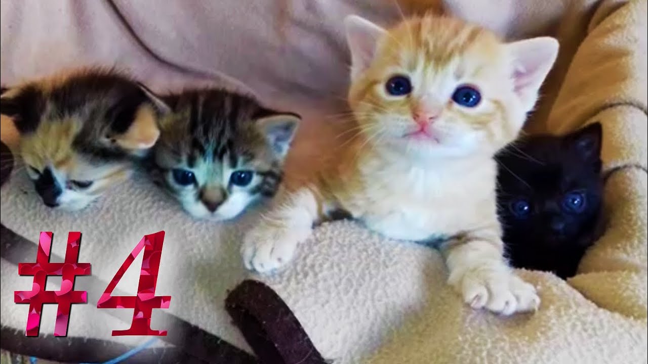 😻Chatons (4/8) - 4ème semaine : âgés de 21 à 28 jours !🐈🐱
