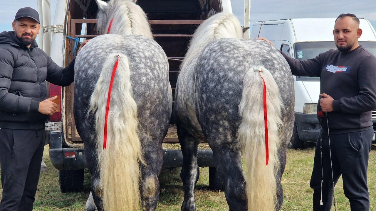 TÂRGUL DE CAI DE LA HAȚEG (TOTEȘTI) JUDEȚUL HUNEDOARA  05.10.2025 