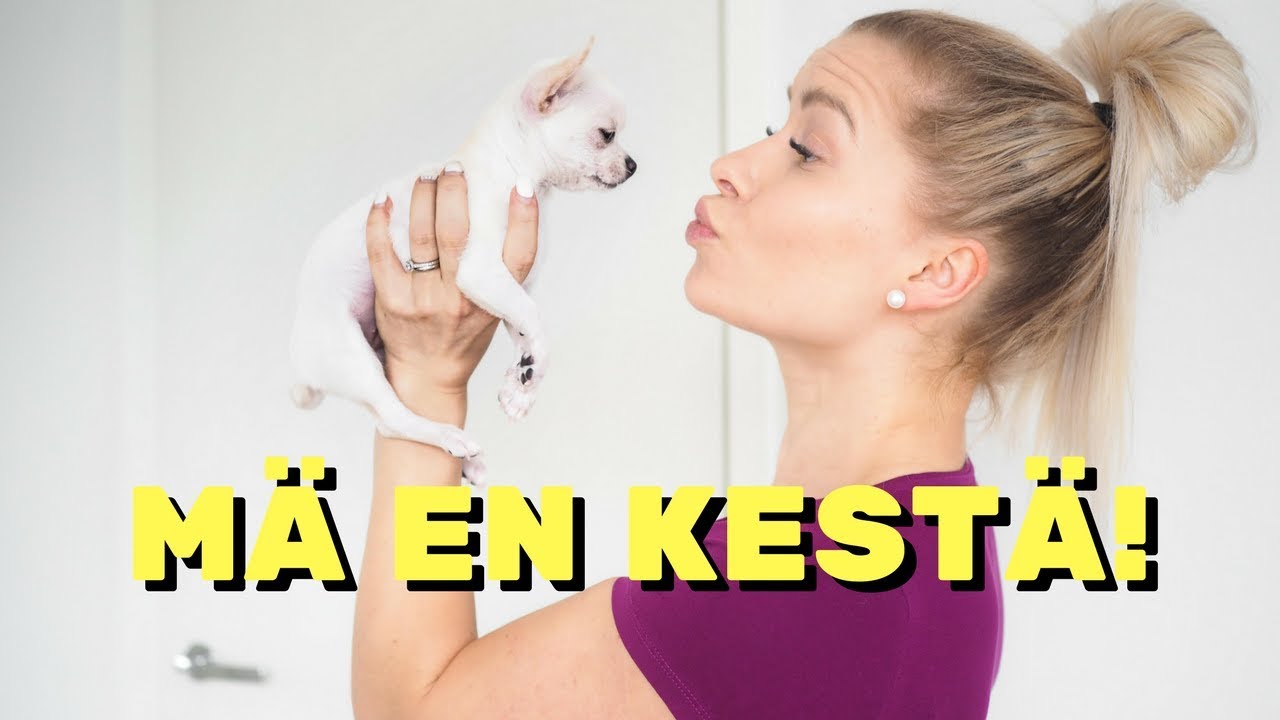 MEILLE TULI KOIRANPENTU - 10k spessu