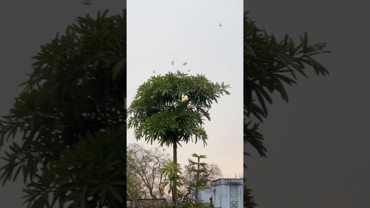 ANY ADVICE IN LOVE ? #viral #love