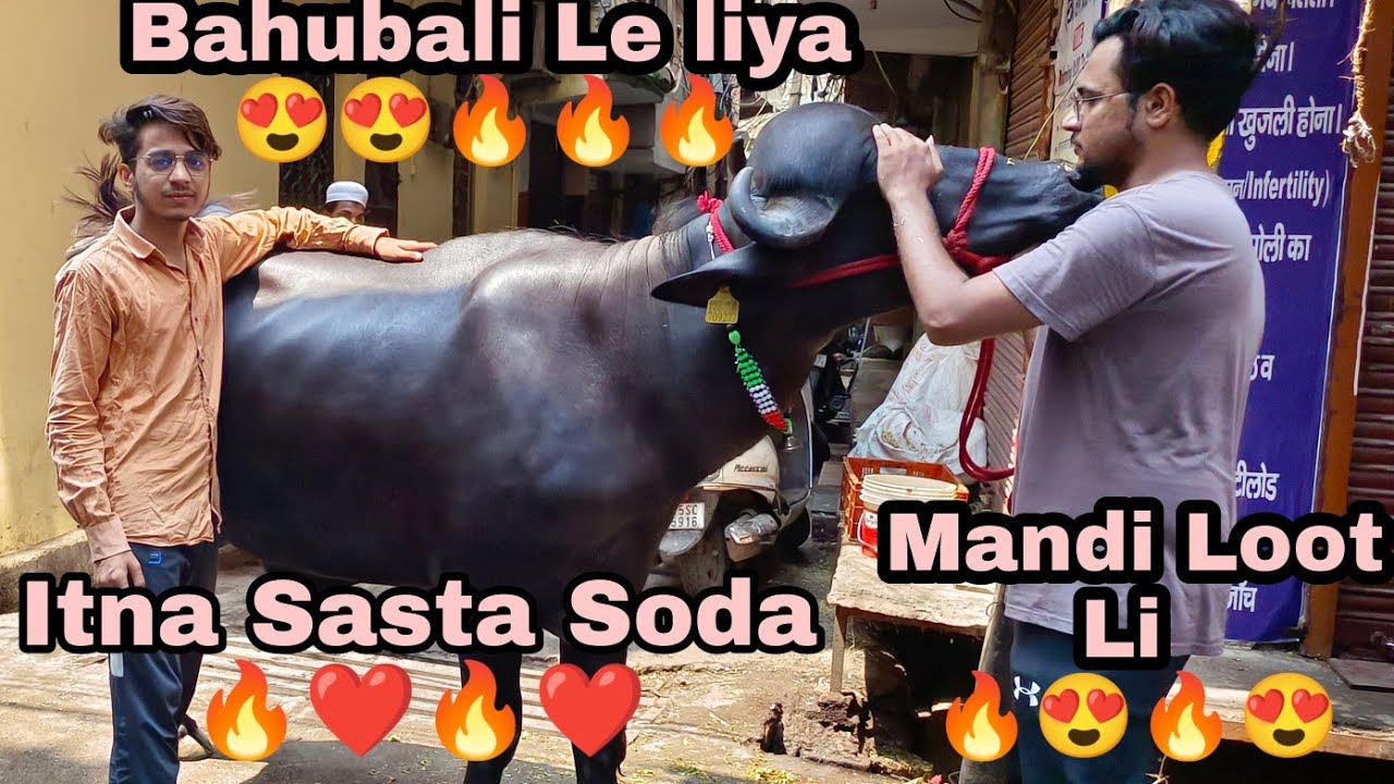 Bakra Eid Special 🔥🔥 | Bahubali Le liya  🔥🔥❤️❤️😍
