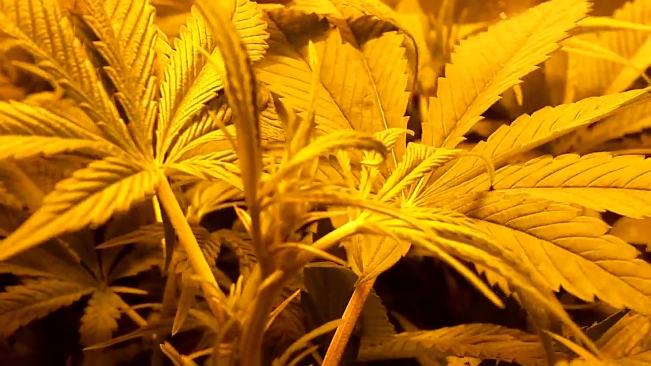420Macro Legal Grow
