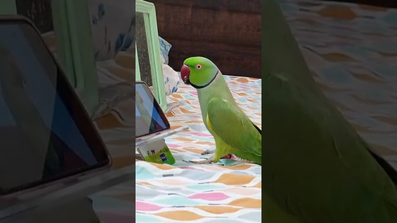 Hello  I am back to entertain you ❤️🦜