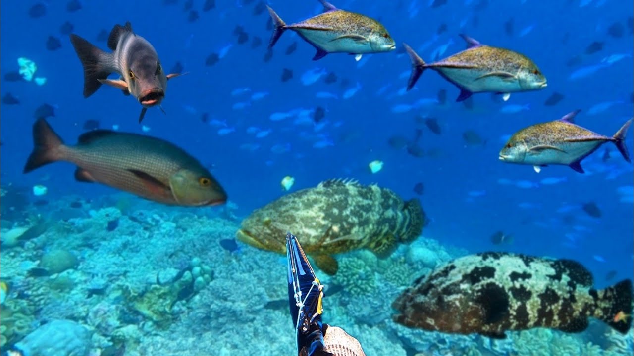 BERBURU IKAN PREDATOR PENGHUNI LAUTAN