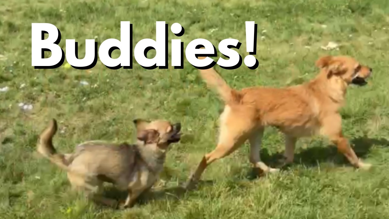Romanian Rescue Dogs in Sweden | Nova & Irina’s Adoption Journey