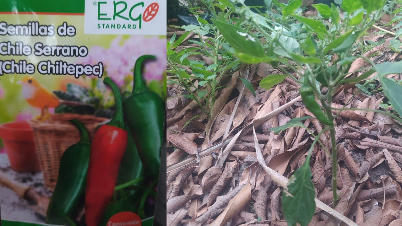 Como germinar y plantar chile serrano o chiltepec🌶️