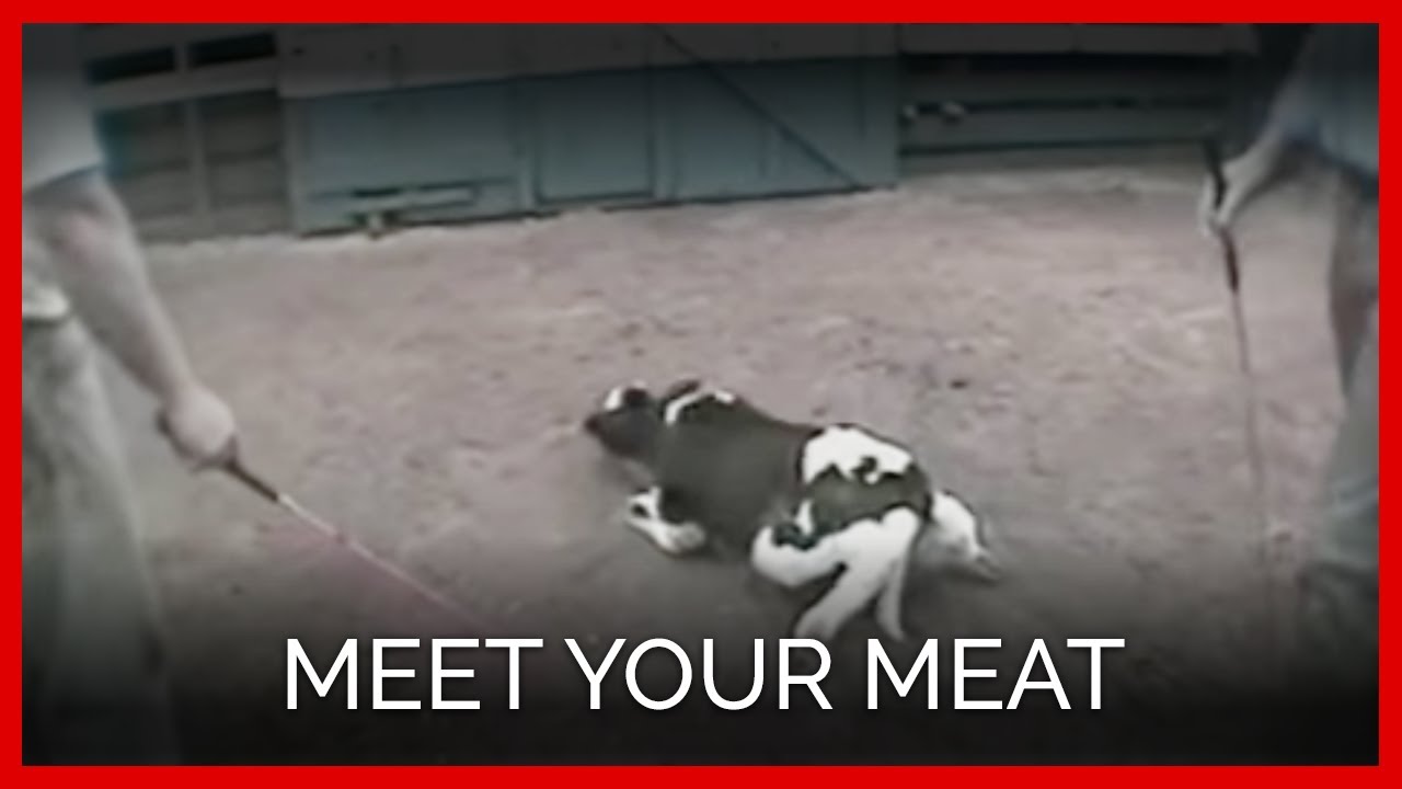 Meet Your Meat