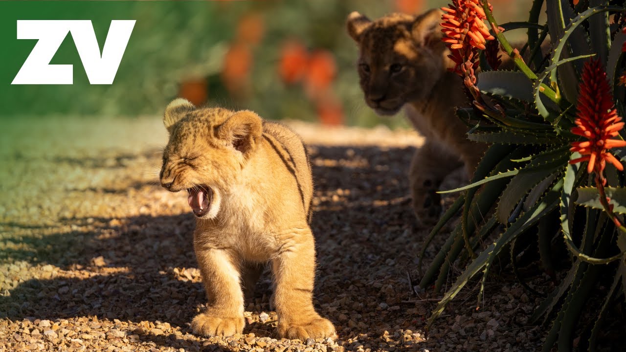 Incoming cuteness alert! Five minutes of leaping lion cubs.