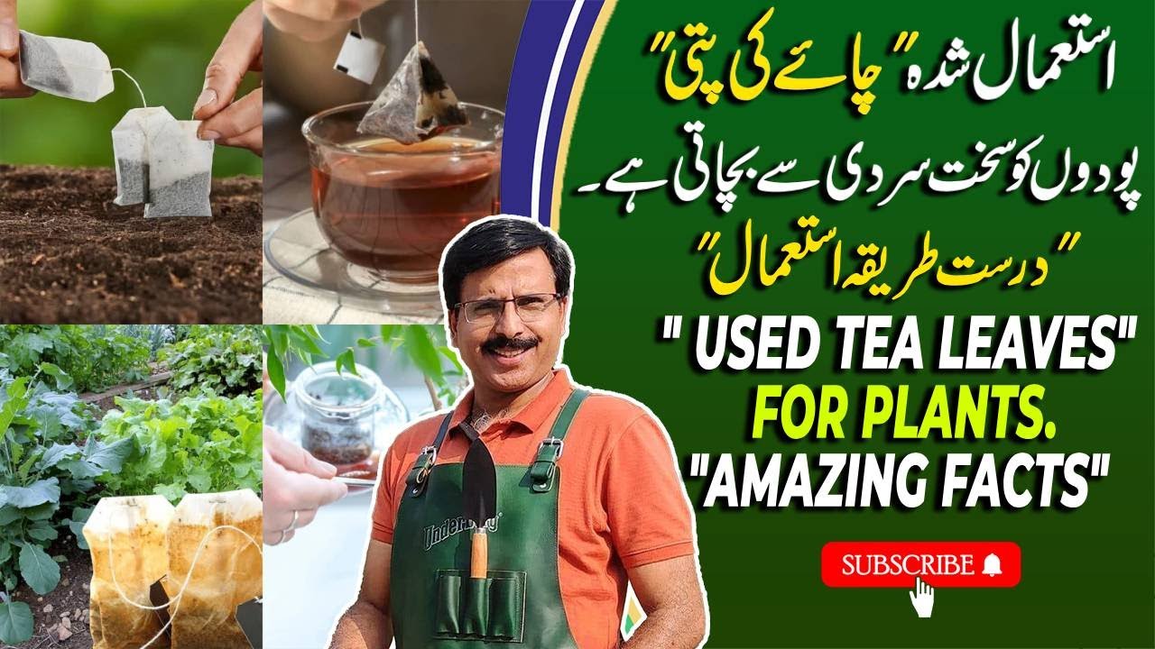 How to make compost of 