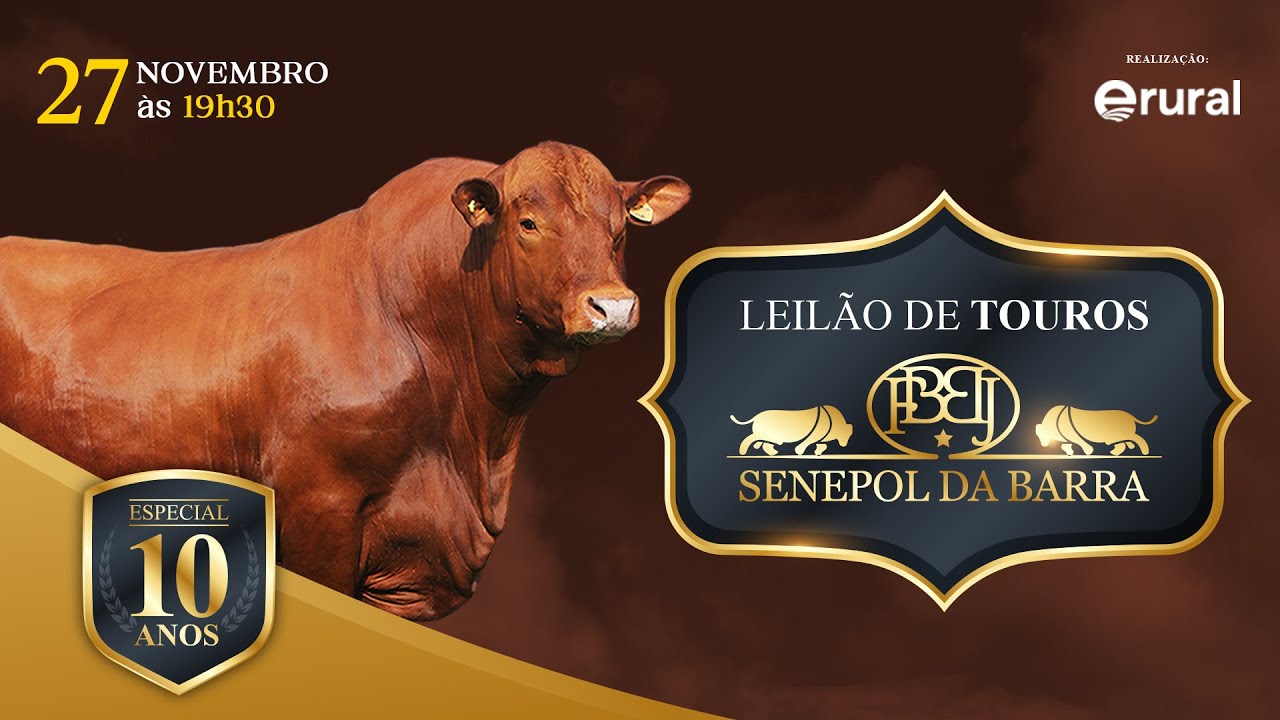 Leilão de Touros Senepol da Barra – 10 Anos