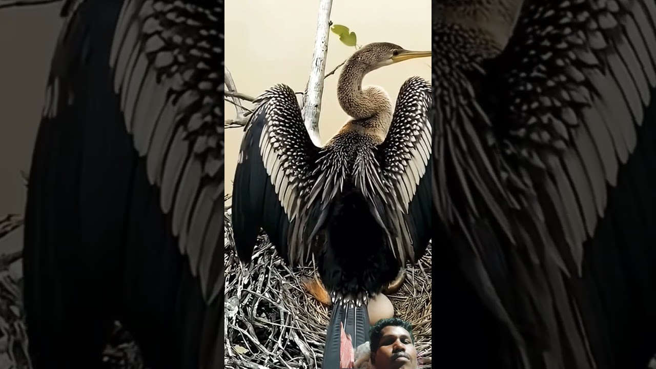 Sunbathing Cormorant: Beautiful view of nature 🦆✨ #Nature #Wildlife #Birds #OrientalDarter