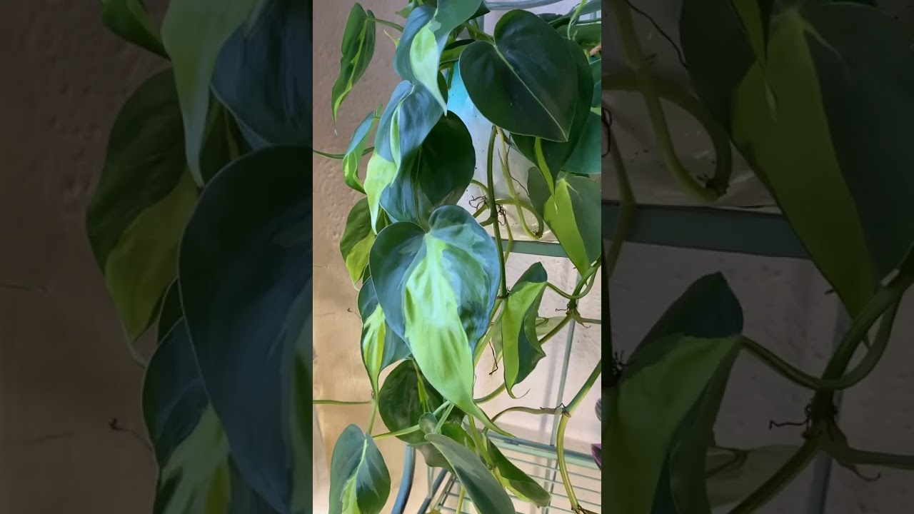 Philodendron scandens brasil #plants #houseplants #indoorplants #indoorgardening #indoorjungle