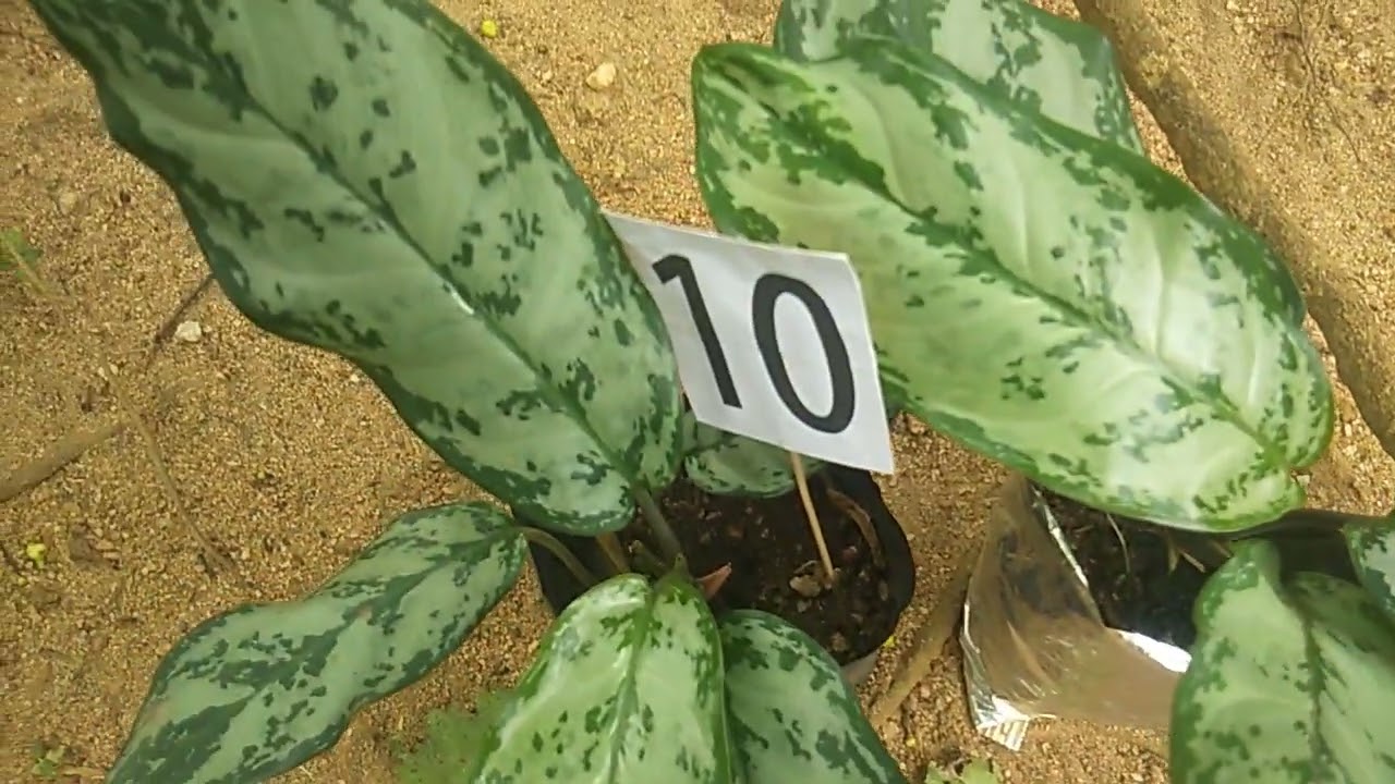 මගේ 27 වෙනි පැල සේල් එක🌿🌿බලන්න ලස්සන පැල අරන් අාවා.. What's app number 0713609685 message or call 