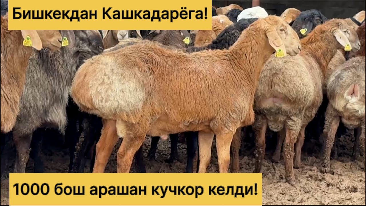 Шошилинг! Кашкадарёга! 976723435☎️ 919470079☎️ 979615200☎️