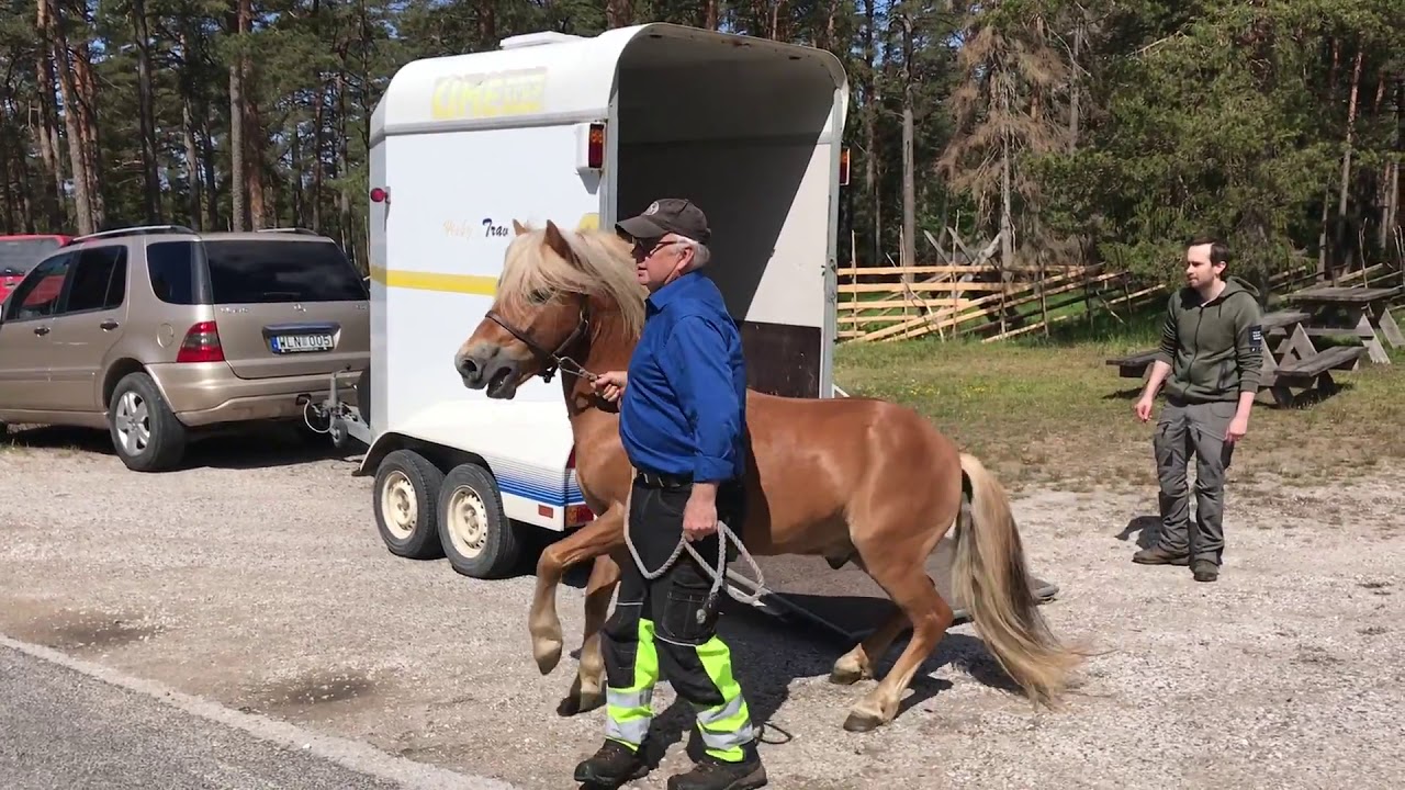 Hingstsläpp med Clip 2020 Foto Anna Ericsson