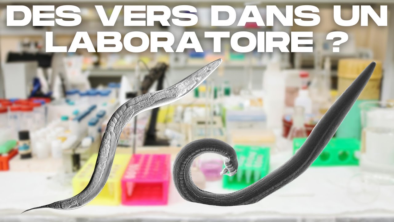 C. elegans: Le N&eacute;matode qui a R&eacute;volutionn&eacute; la Biologie
