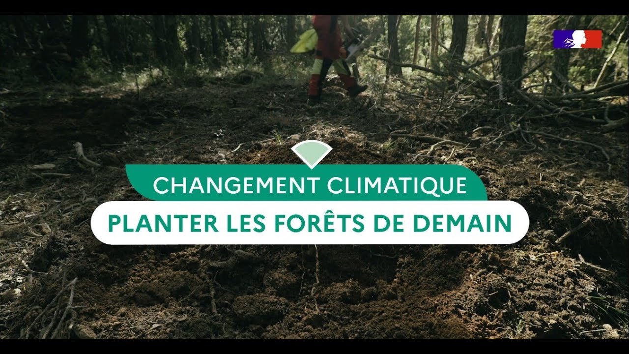 En for&ecirc;t domaniale de Mazaugues, l'ONF plante les for&ecirc;ts de demain