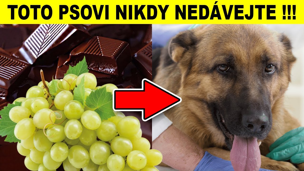 TOP 5 POTRAVINY, KTERÉ SVÉMU PSOVI NIKDY NEDÁVEJTE