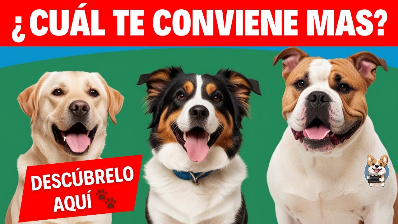 ¿Cuál es la Raza de Perro Perfecta para Ti? ¡Descúbrelo Aquí! 🐾