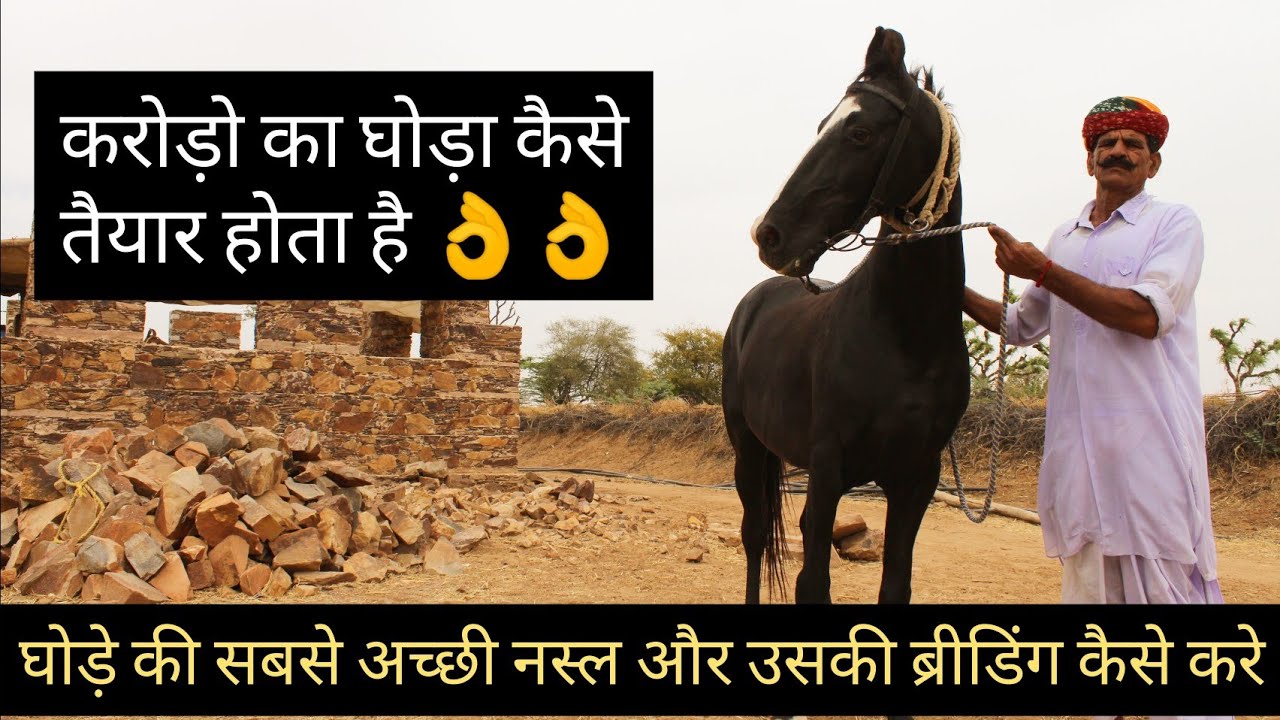 करोड़ो का घोड़ा कैसे तैयार करे || Horse Breed Improvement || Hello Kisaan