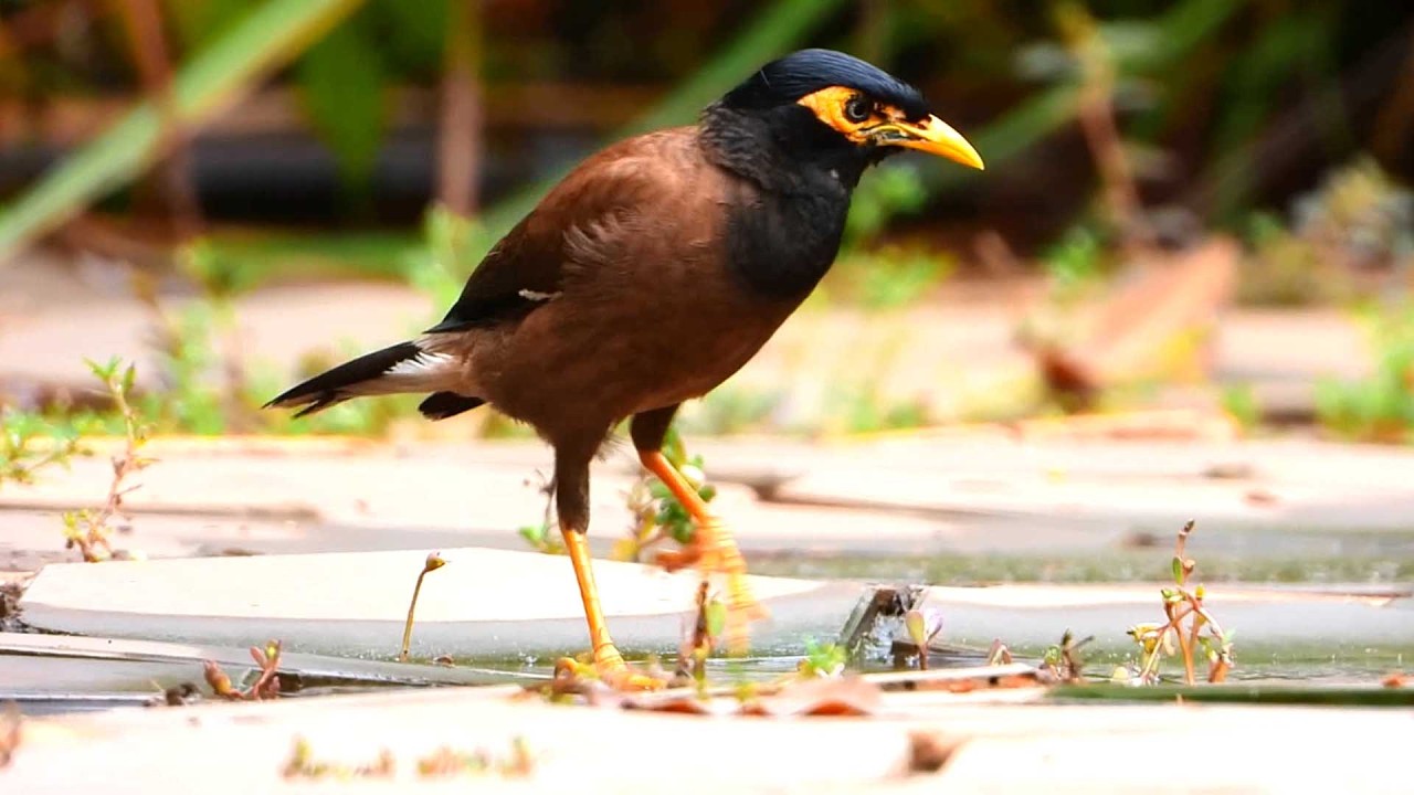 A Lovely and Gorgeous Bird in Natural Light
