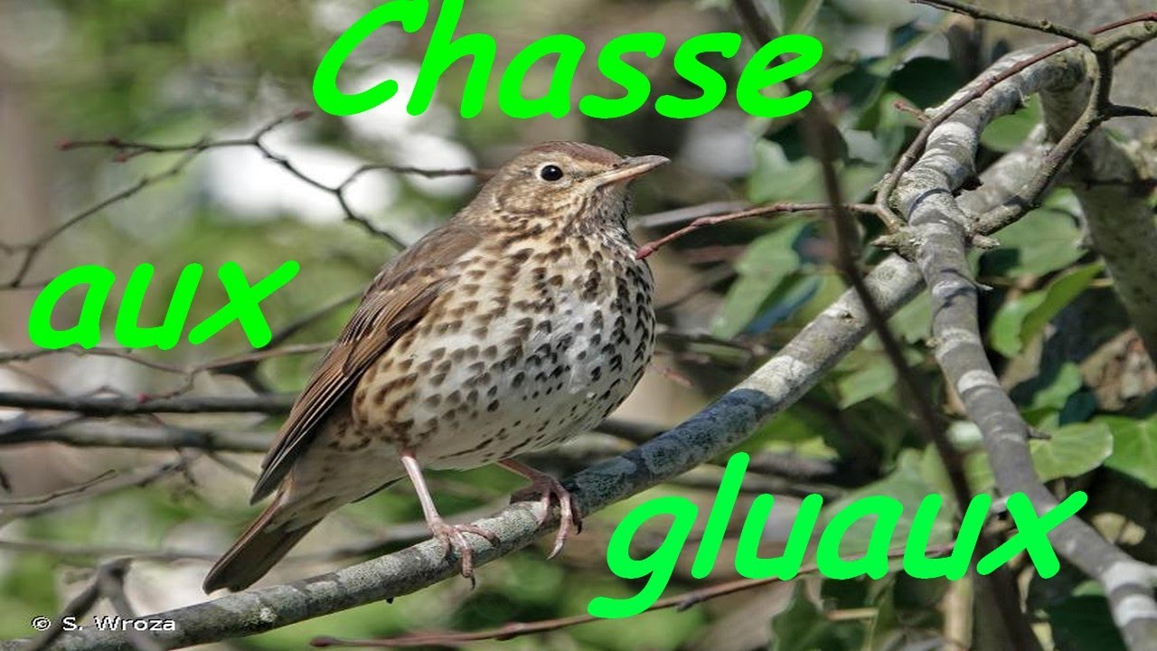 Chasse aux gluaux en Provence (grives),vieux reportage 😍😍